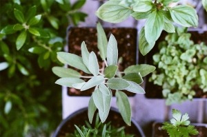 Start gardening and fall in love again